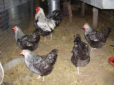 12+ silver laced wyandotte fertile hatching eggs