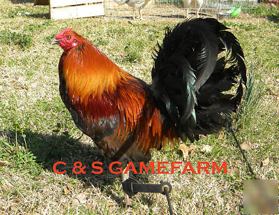  8++ wingate brown red gamefowl hatching eggs 