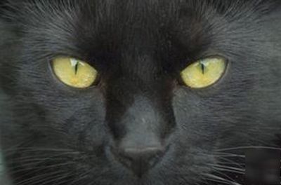 Black cat face mouse pad mousepad