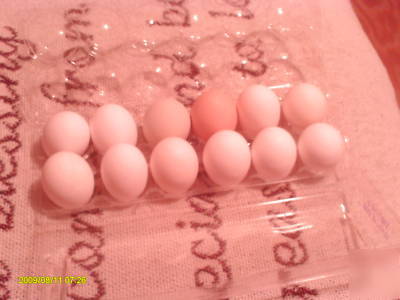 Free range, fertilized, chicken eggs for hatching