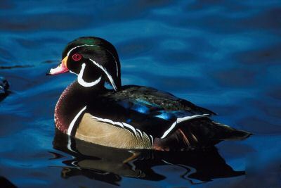 Wood duck brillant blue mousepad 9 x 8