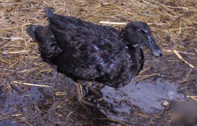  mahanaim farm 12 cayuga duck black + gy hatching eggs