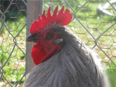 12+ project lavender orpington australorp hatching eggs