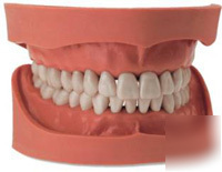 Kavo typodonts 32 teeth (upper & lower) & 2 magnets