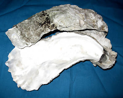 Quail hatching eggs - 1 pound of ground oyster shell 