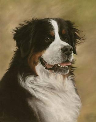 5 sheets of adhesive address label bernese mountain dog