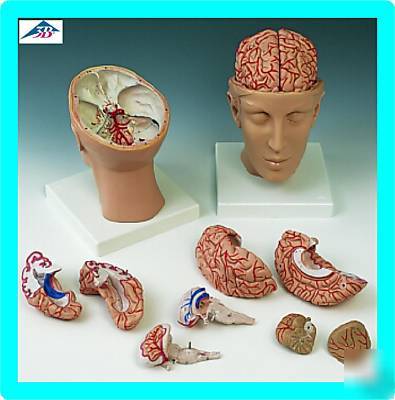 3B scientific head brain w arteries anatomical model