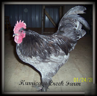 6+ blue langshan chicken hatching eggs