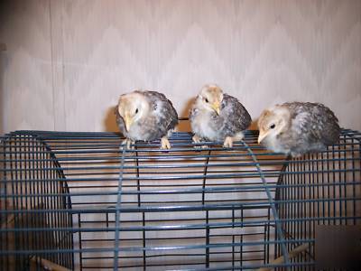 Creole, bluered, sport old english game bantam 