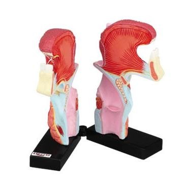 Pocket size human tongue throat medical anatomy model