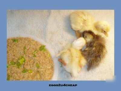 18-24*call duck hatching eggs*several colors*ships now*