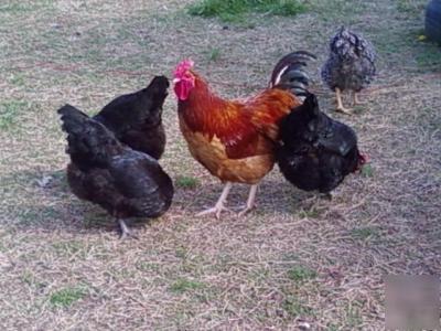 48 (4 dozen) black/red giant chicken hatching eggs