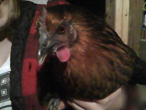 48 (4 dozen) black/red giant chicken hatching eggs