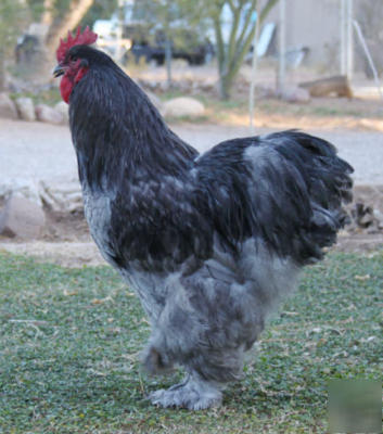 18+ standard blue/black/splash cochin hatching eggs