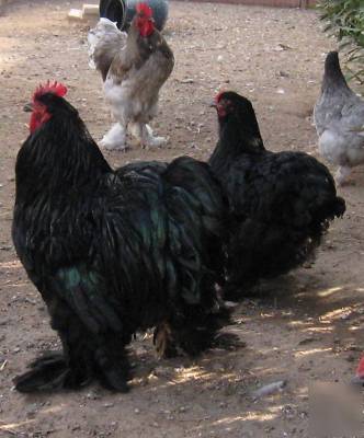 18+ standard blue/black/splash cochin hatching eggs