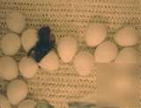 20 northern bobwhite quail hatching eggs special price