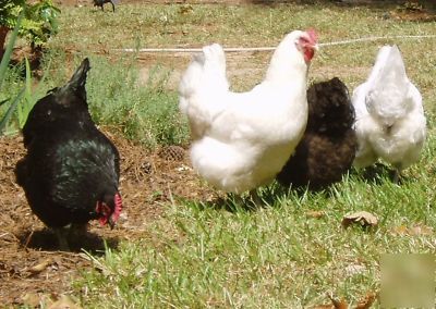 12 extremely rare white & black java hatching eggs 
