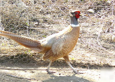 12 red buff ringneck pheasant hatching eggs nice birds 