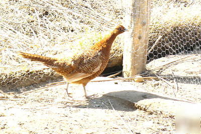 12 red buff ringneck pheasant hatching eggs nice birds 