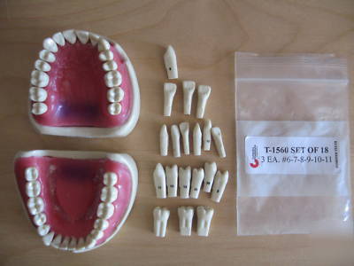 Columbia dentoform typodont m-pvr-1560 dental hygiene