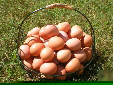 10+ rhode island red hatching eggs