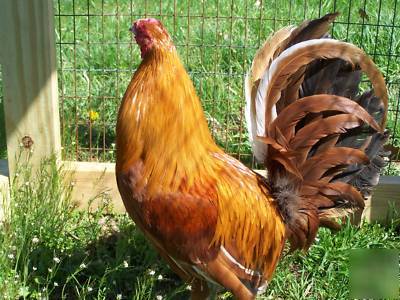 6 pumpkin hulsey gamefowl hatching eggs,incubator ready