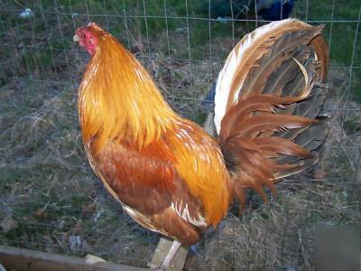 6 pumpkin hulsey gamefowl hatching eggs,incubator ready