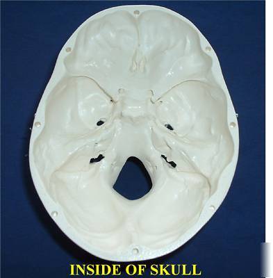 New 3B scientific human adult skull anatomical model