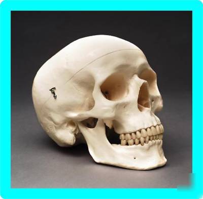 New 3B scientific human adult skull anatomical model