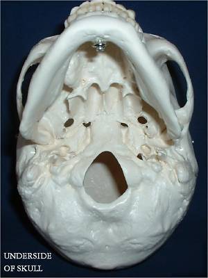 New 3B scientific human adult skull anatomical model