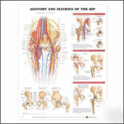 Anatomy and injuries of the hip anatomical chart/charts