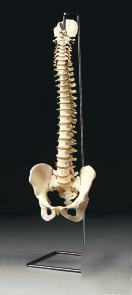 Vertebral column w pelvis arteriesherniated disk #2325