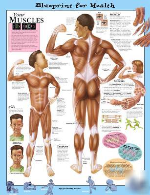 Blueprint for health muscles anatomical chart paper