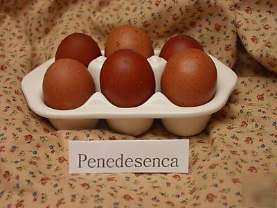 Partridge penedesenca chicken hatching eggs 10+ dark 