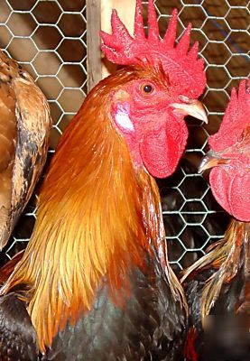 Partridge penedesenca chicken hatching eggs 10+ dark 