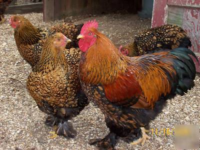 Beautiful fancy pants golden laced cochins hatching egg