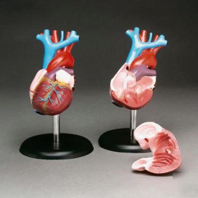 Heart budget life size model #2657 #