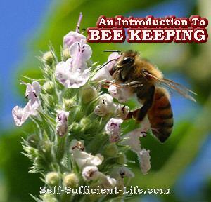 How to keep bees beekeeping guide + build top bar hive