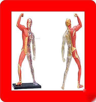 Human muscle circulatory system anatomy model medical