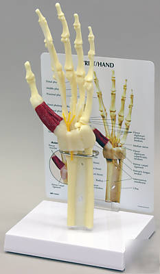 Hand wrist joint human model #1920 bone free s&h