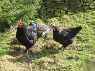 12 black jersey giant - chicken hatching eggs ~rare~