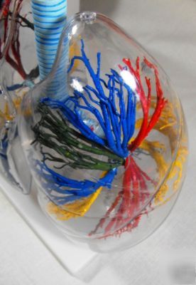 Human transparent lung model 2 x enlarged, medical