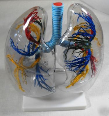 Human transparent lung model 2 x enlarged, medical