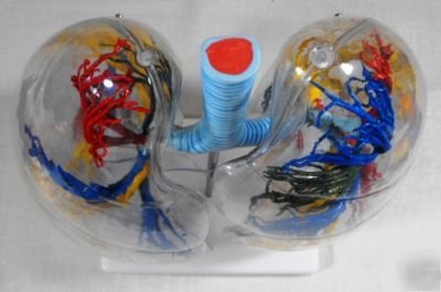 Human transparent lung model 2 x enlarged, medical