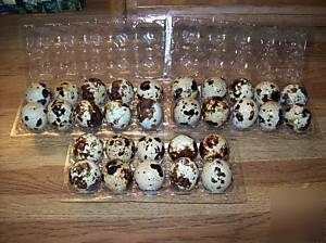 120 texas a&m / jumbo brown / golden speckled eggs