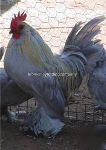 6+ self blue d'uccle bantam hatching eggs (sq) sbd-2
