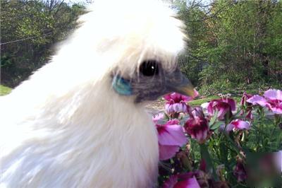 8 + white silkie bantam chicken incubator hatching eggs