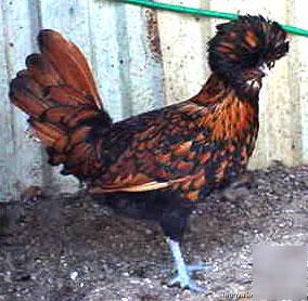 6+ gold laced crested polish std hatching eggs glp-1