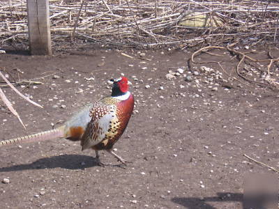 48+ringneck pheasant eggs shipping weekly 