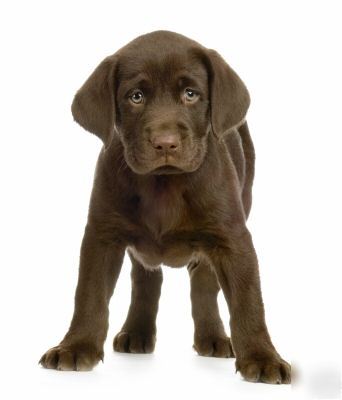 Choco lab labrador retriever mousepad /mouse pad 